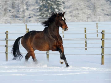 Höveler Webshop Kategorie Kachel Muskulatur und Nervensystem 360x270px